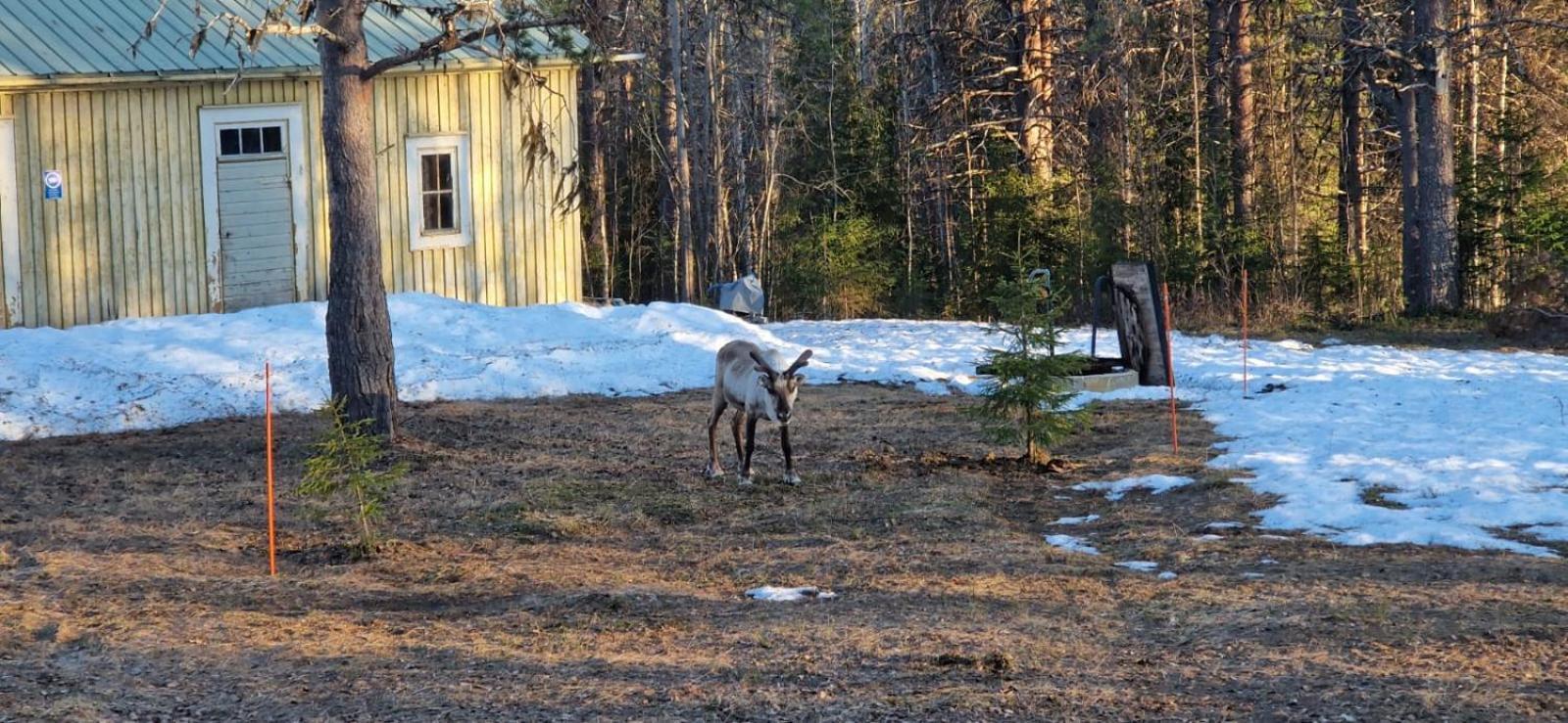 Отель Lapland Old School Муонио Экстерьер фото